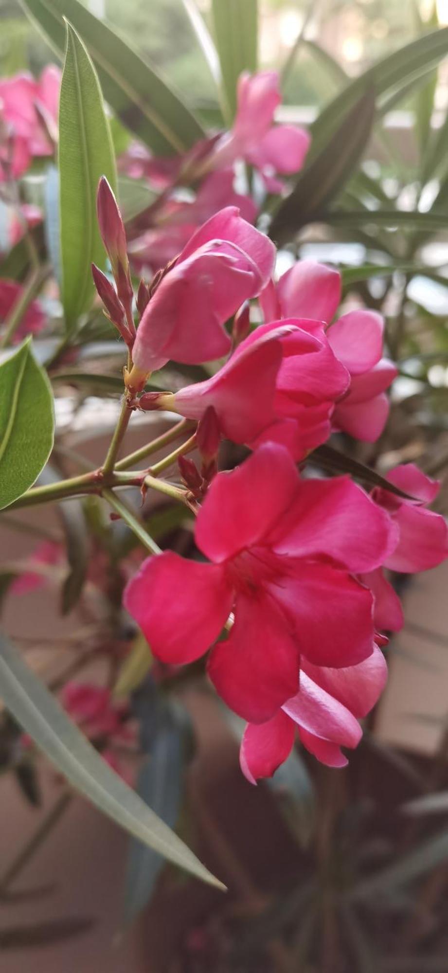 פרו Bloom Apartment מראה חיצוני תמונה